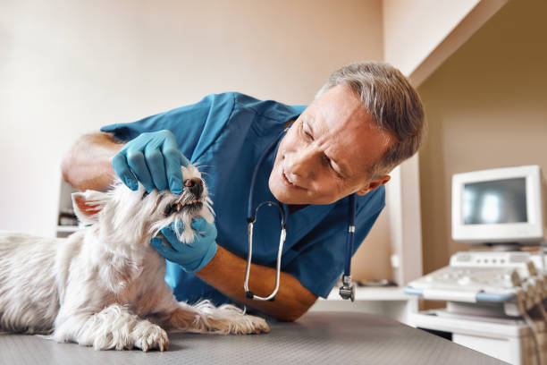 Best Emergency Tooth Extraction in Olivia, MN